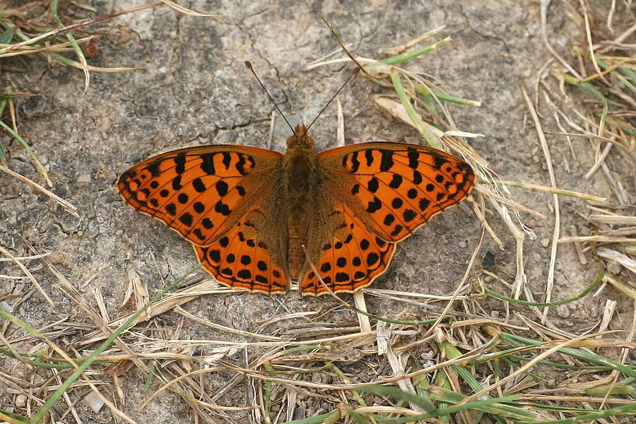 6127_Kleine parelmoervlinder (m) - Plitvice N.P. (Kroatie).jpg